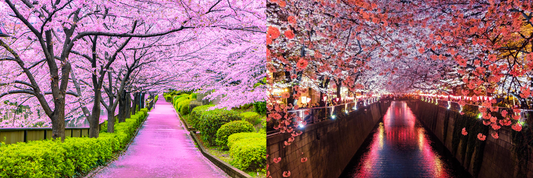 Cherry blossoms pack