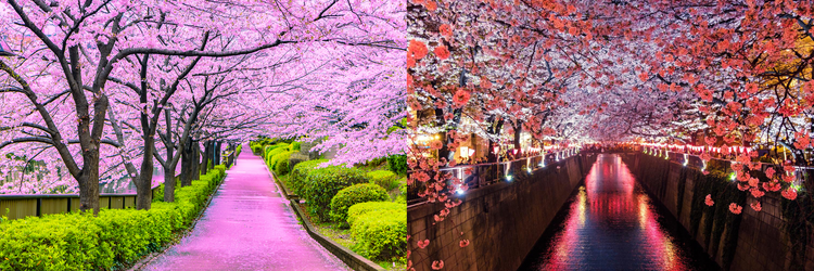 Cherry blossoms pack